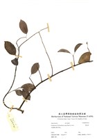 藏品(魯基草)的圖片